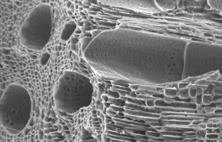 método para eliminar arsénico y nitratos del agua