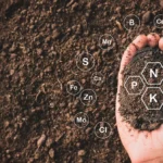 monitoreo de reacciones de fosfato con espectroscopia Raman