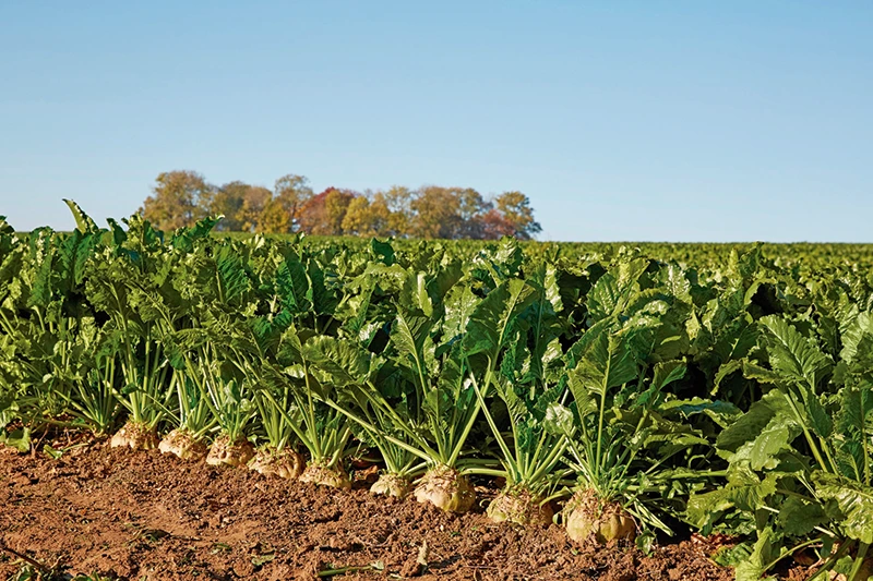 espectrofotometría en producción de azúcar